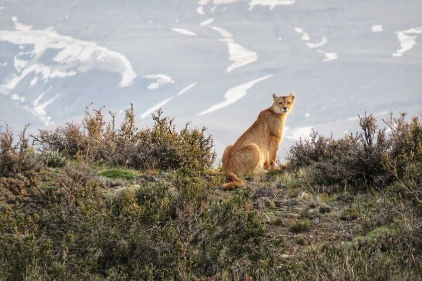 Puma Tracking Safari in Torres del Paine