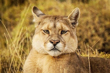 Puma Tracking Safari in Torres del Paine