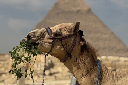Guided tour at Giza pyramids ,camel,lunch+ Cash back surprise.