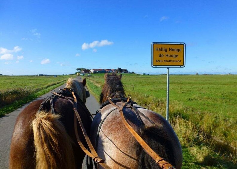 Picture 6 for Activity From Nordstrand: Boat tour to Hallig Hooge
