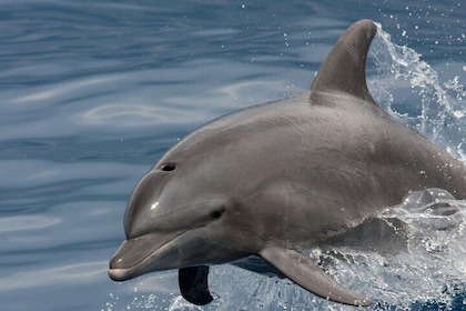 Avistamiento de delfines en Mascate Omán