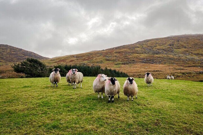 Beara Sheep