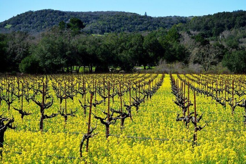 Santa Barbara Wine Country Solvang from Universal Hollywoods