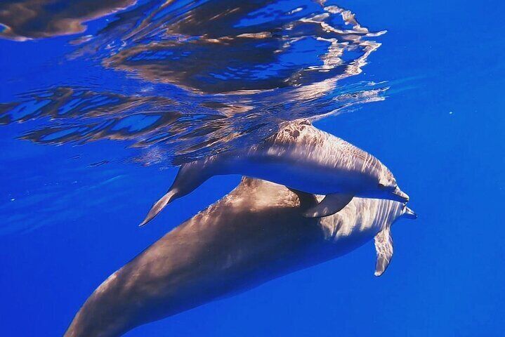  Dolphin House Snorkeling, Lunch and Water Sports from Hurghada