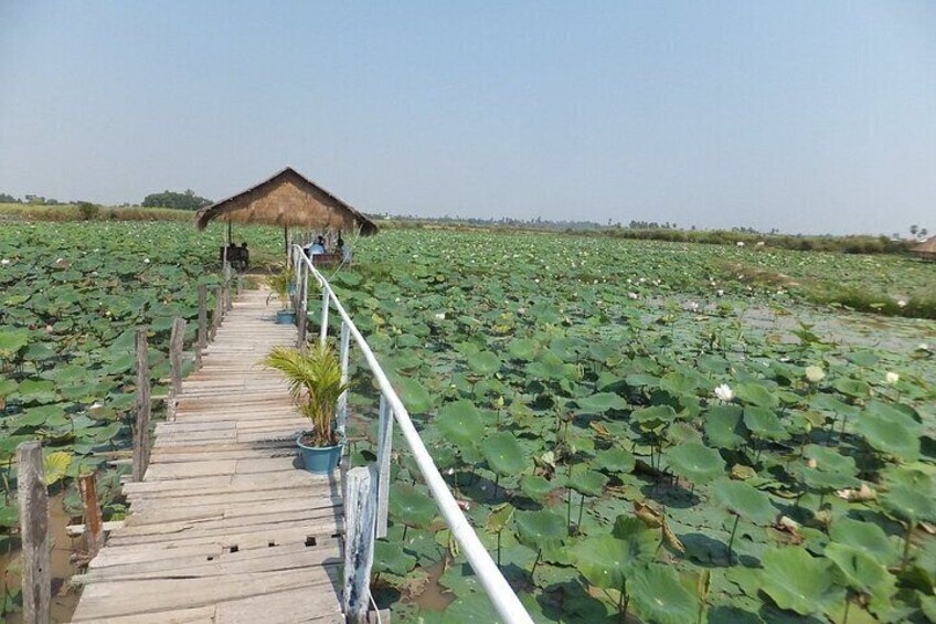 lotus farm