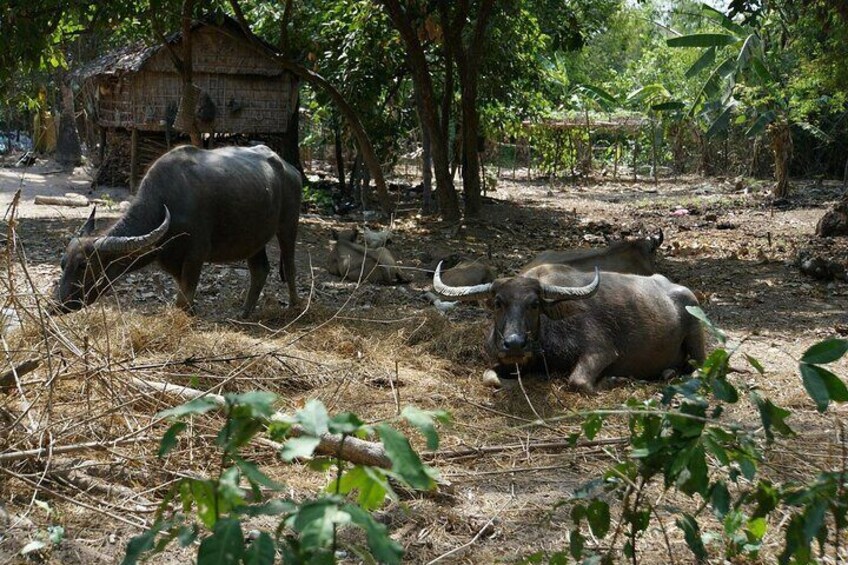 water buffalo