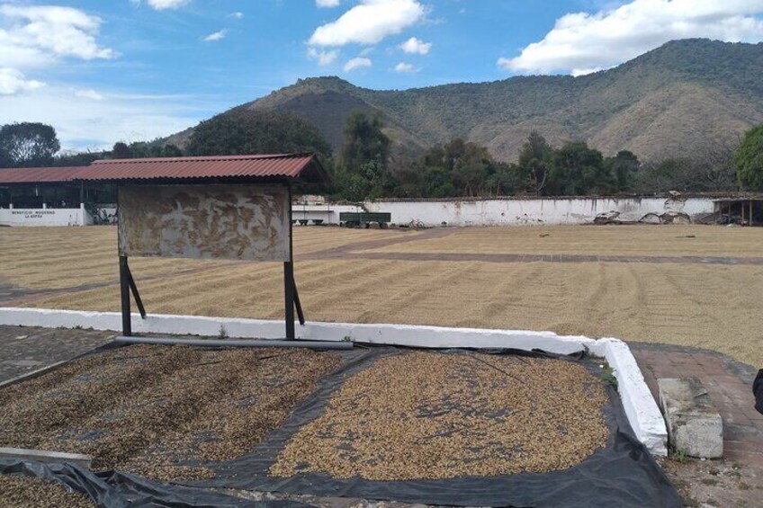 Coffee patios.