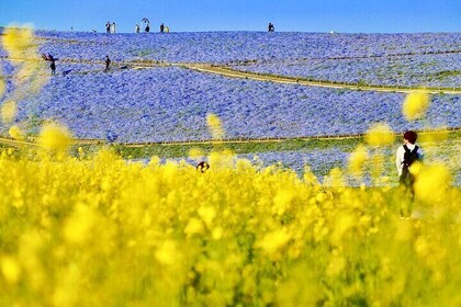 Tokyo: Hitachi Seaside Park/Kairakuen & Ushiku Daibutsu & Mentai