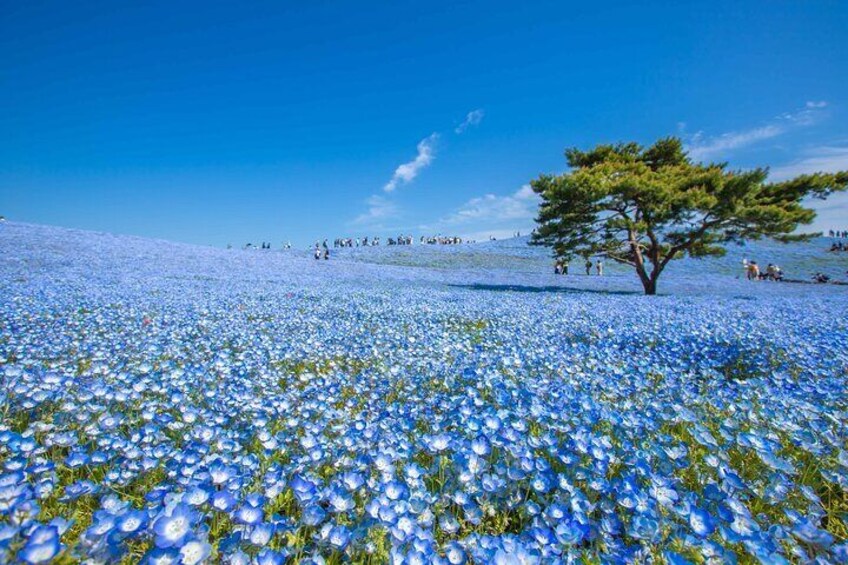 Hitachi Seaside Park, Ushiku Daibutsu and Mentai Park in Tokyo