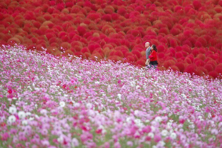 Hitachi Autumn Seaside Park, Fukuroda Falls & Ryujin Brg fr Tokyo
