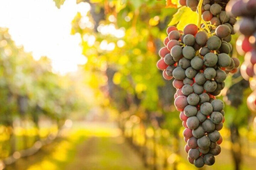 Santa Barbara Guided Wine Country Adventure from Westlake Village