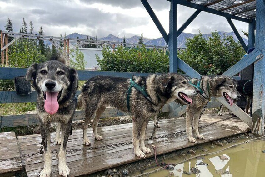 Dog Mushing and Yukon Experience 