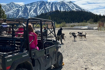 Dog Mushing and Yukon Experience