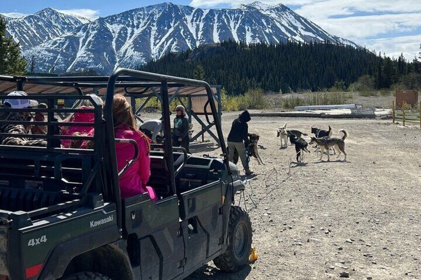 Dog Mushing and Yukon Experience 