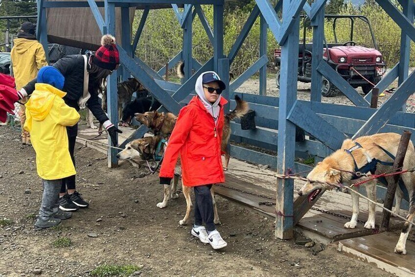 Dog Mushing and Yukon Experience 