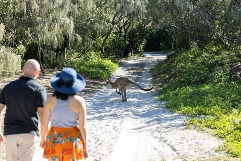 Kangaroos on the beach