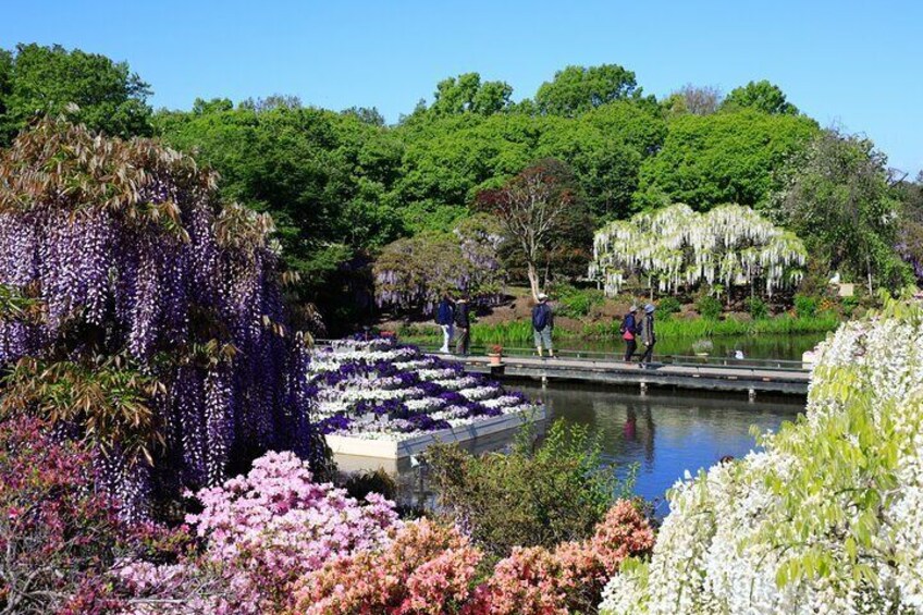 Ashikaga Flowerpark, Koedo Kawagoe, Vending Machine Tour fr Tokyo