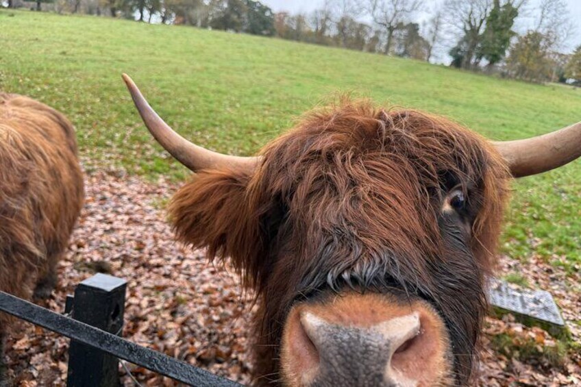 Meet the iconic Highland Coos!