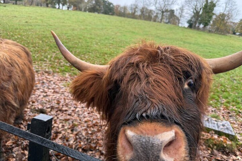 Meet the iconic Highland Coos!