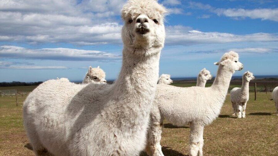 Each member of your party will have the opportunity to lead their own alpaca on a farm walk!