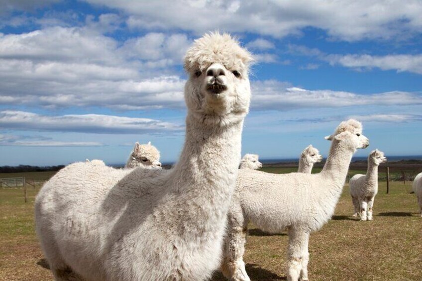 Each member of your party will have the opportunity to lead their own alpaca on a farm walk!