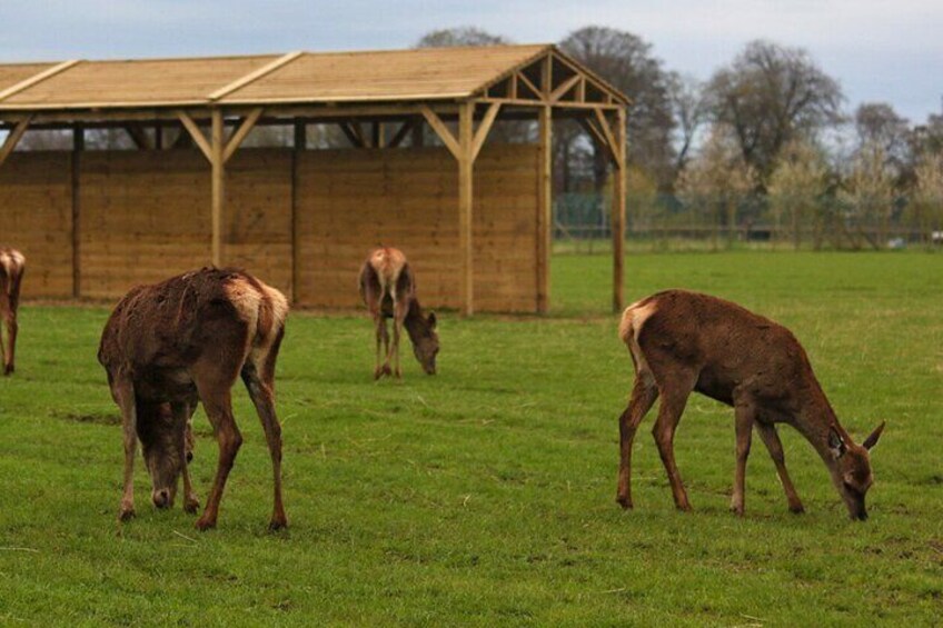 Explore the park, attend feeding talks, and perhaps catch a falconry show.