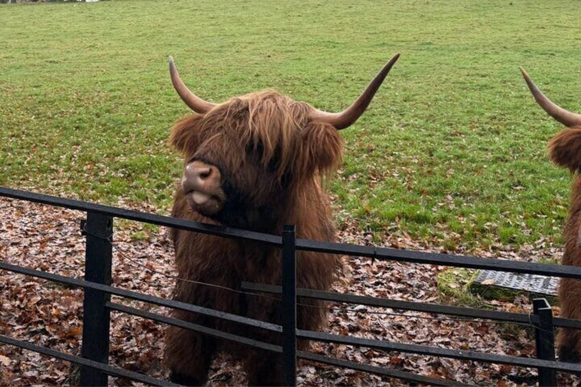 Meet the iconic Highland Coos!
