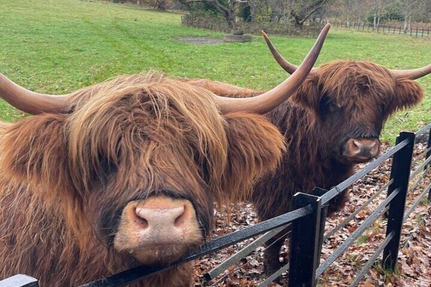 Meet the iconic Highland Coos!