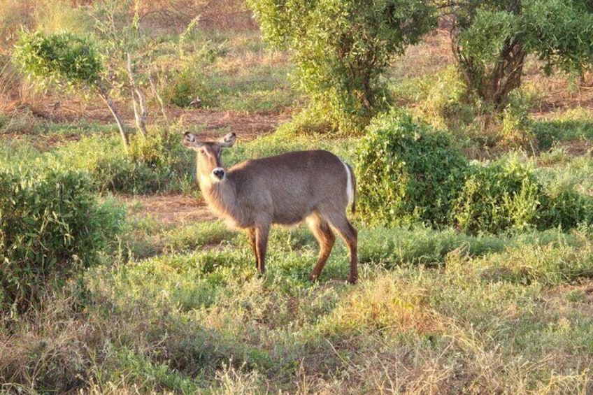 Private Day Trip Tsavo East