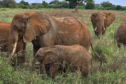 Private Day Trip Tsavo East