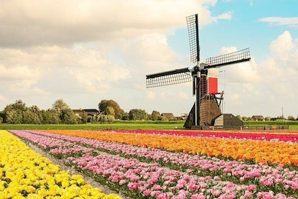 Windmills & Keukenhof Gardens and Tulip Fields Tour from Amsterdam