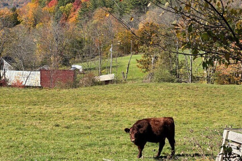 Signature Vermont Wayfinders Private Guided Tour