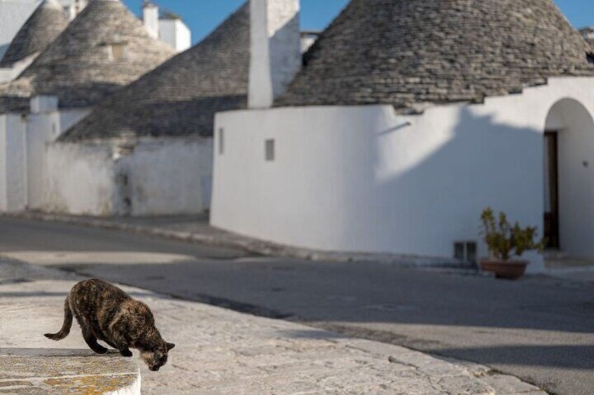 Fiat 500 Tour Alberobello and Trulli