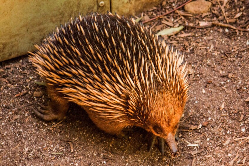 Picture 1 for Activity Melbourne: Puffing Billy & Healesville Sanctuary Scenic Tour