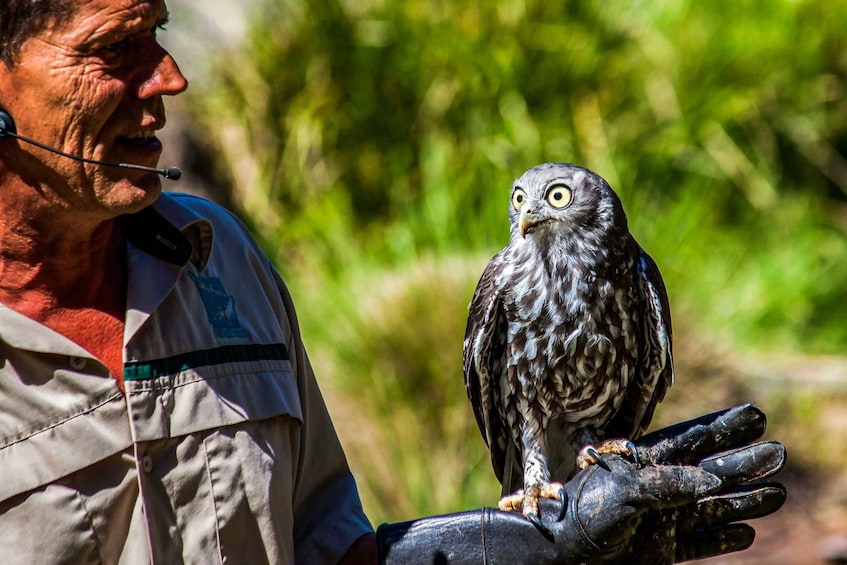 Picture 2 for Activity Melbourne: Puffing Billy & Healesville Sanctuary Scenic Tour