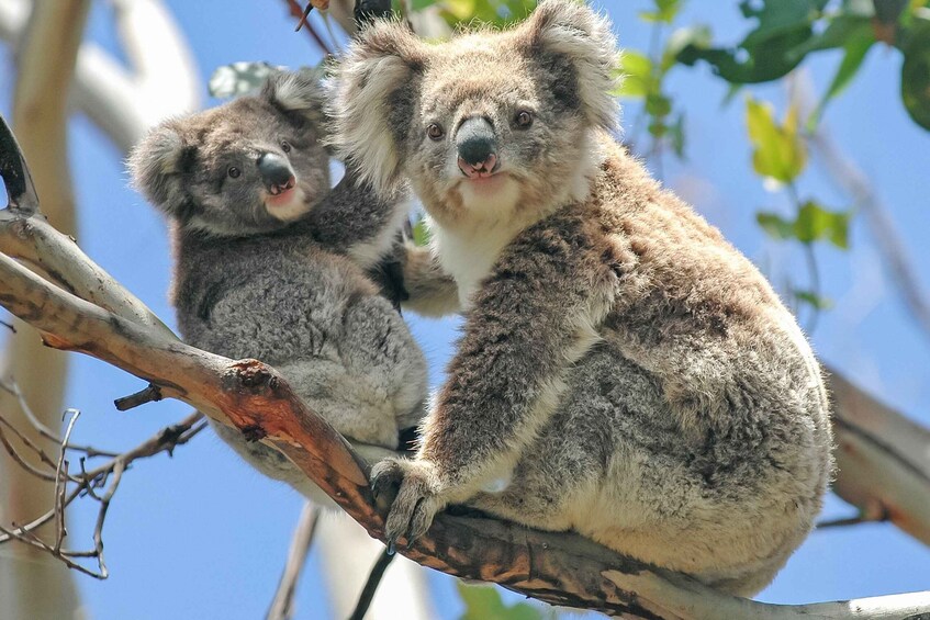 Picture 3 for Activity Melbourne: Puffing Billy & Healesville Sanctuary Scenic Tour