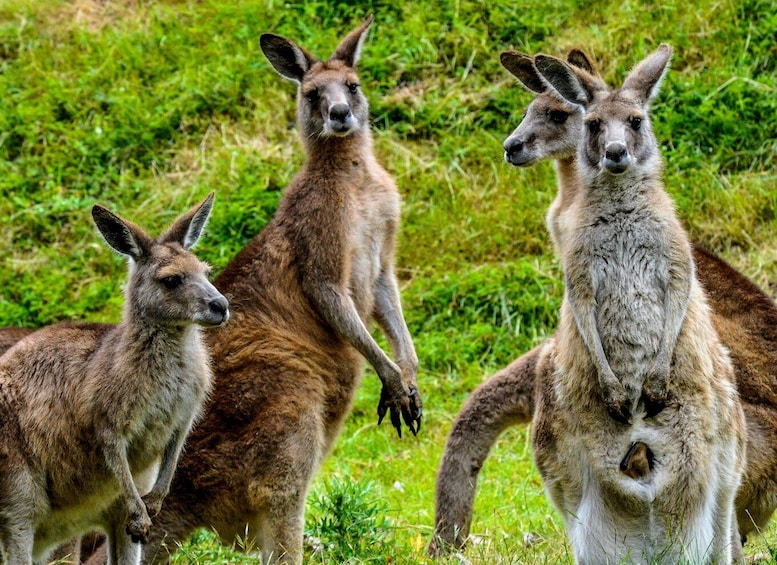 Picture 7 for Activity Melbourne: Puffing Billy & Healesville Sanctuary Scenic Tour