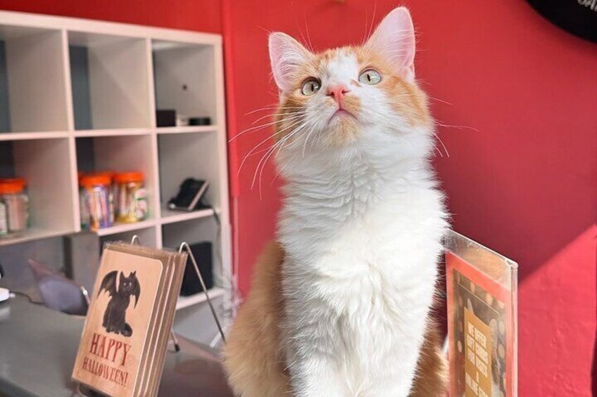 Visit the Rescued Cats of Cat Therapy
