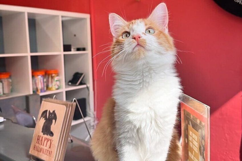 Visit the Rescued Cats of Cat Therapy