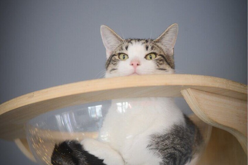 Visit the Rescued Cats of Cat Therapy