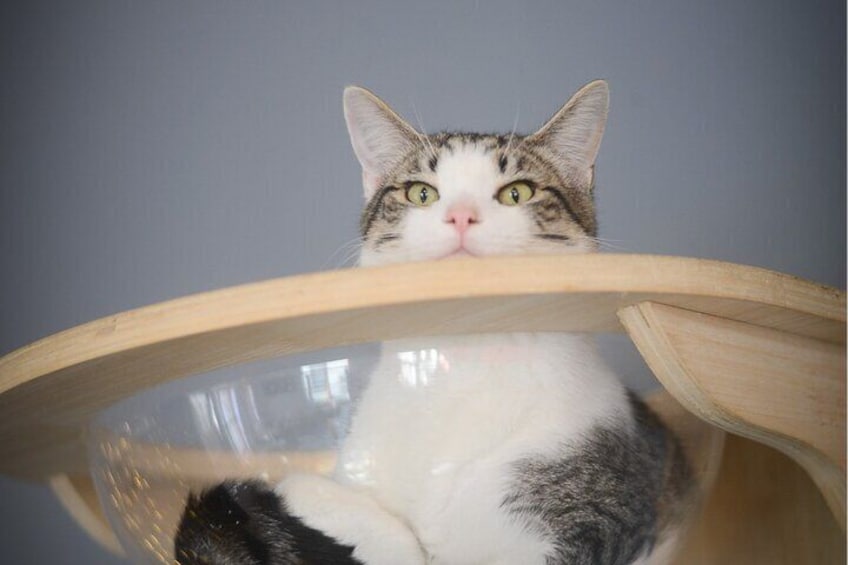 Visit the Rescued Cats of Cat Therapy