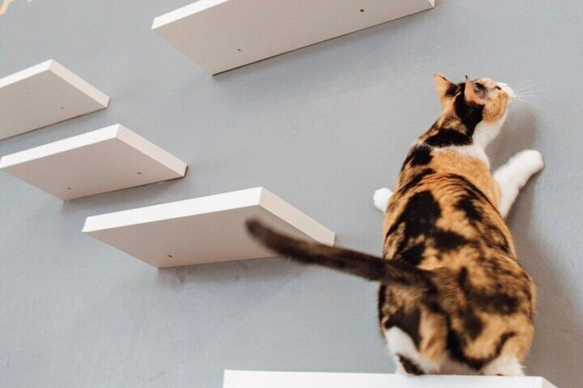Visit the Rescued Cats of Cat Therapy