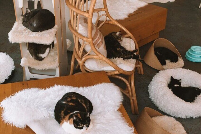 Visit the Rescued Cats of Cat Therapy