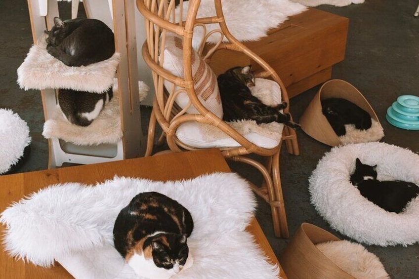 Visit the Rescued Cats of Cat Therapy