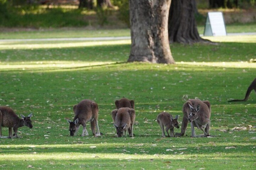 Yanchep national Park