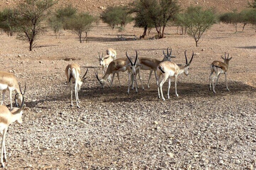Edge of The World & Deer Reserve Off-road 4x4 Car Tour in Riyadh