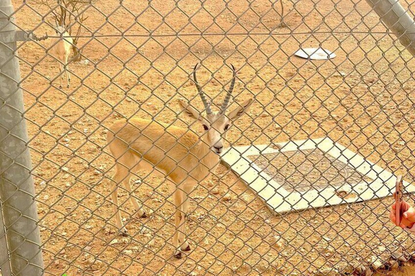 Edge of The World & Deer Sanctuary 4x4 Car Tour in Riyadh