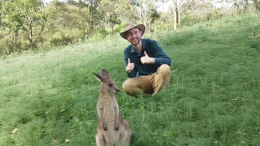 Kangaroo Wildlife Half Day Small Group Tour From Sydney