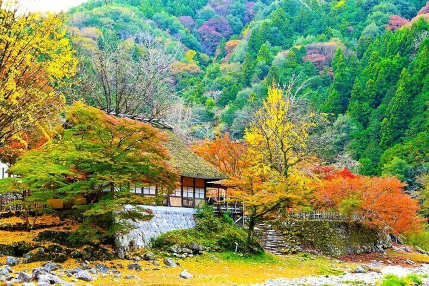 From Nagoya: Korankei Gorge and Picturesque Fox Shrines