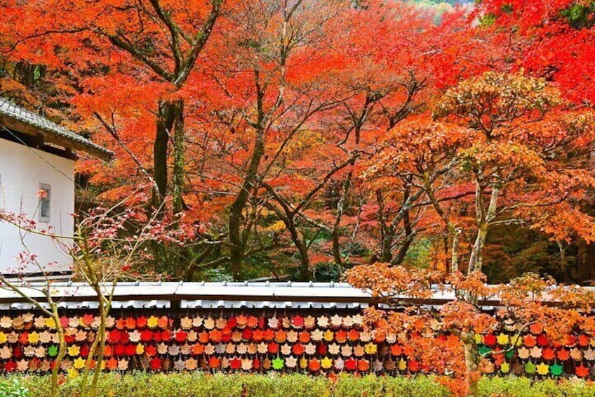 From Nagoya: Korankei Gorge and Picturesque Fox Shrines